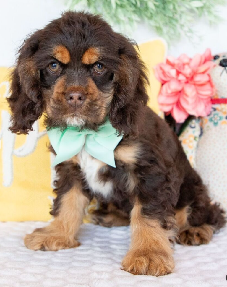 Cocker Spaniel